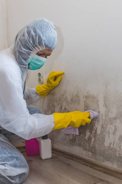 Best Real Estate Mold Inspection  in Mount Gay Shamrock, WV